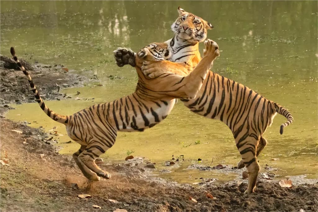 Sibling Playfight