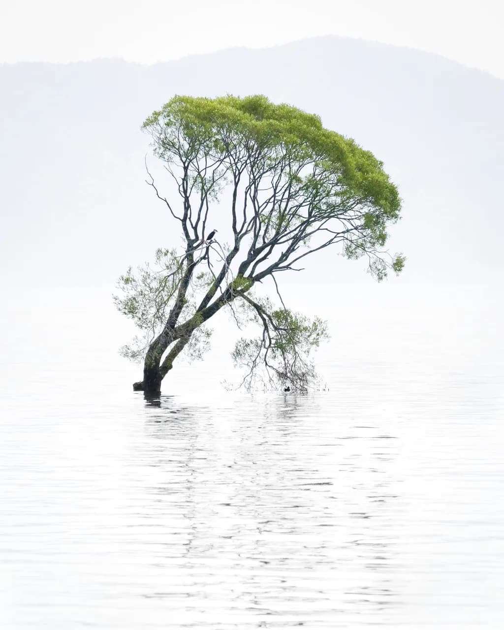 Taupo Tree