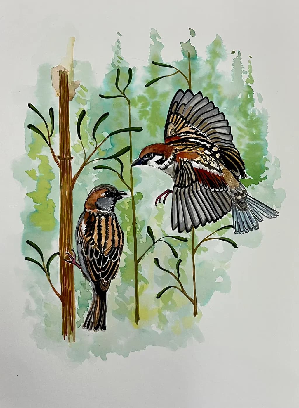 Sparrow Encounter