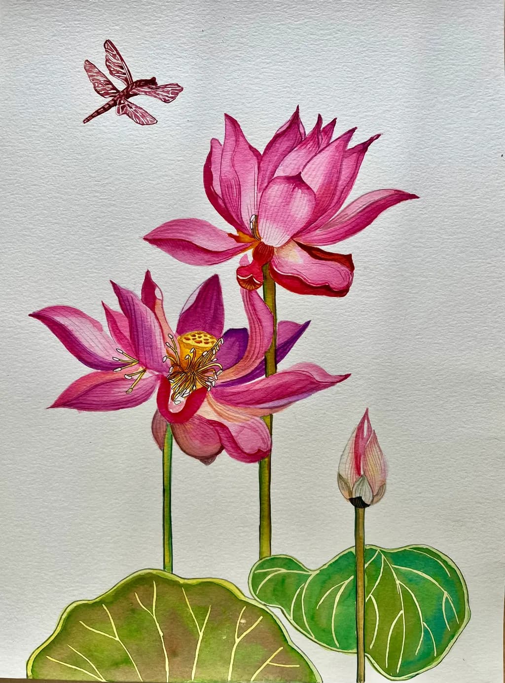 Lotus and Dragonfly