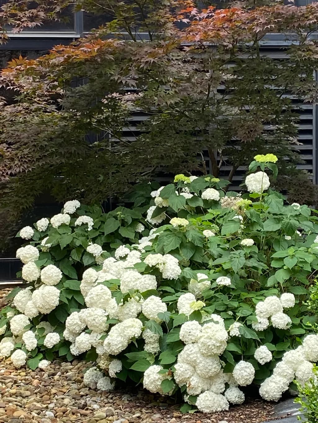 Snowball Blossoms