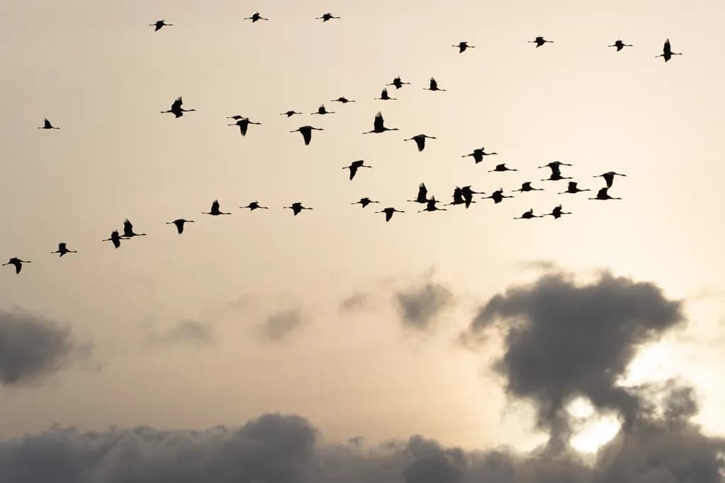 Silent Migration