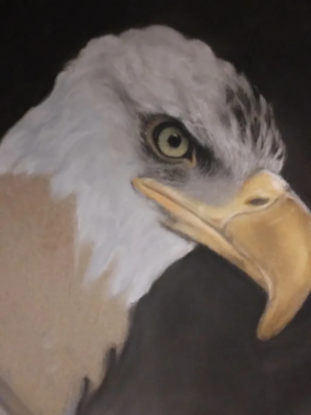 Raptor Gaze
