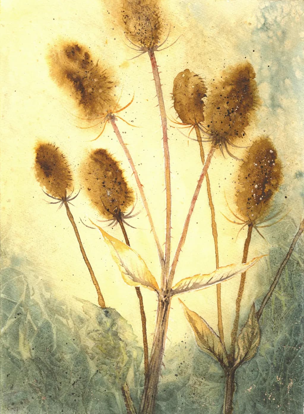 Sunlit Teasels