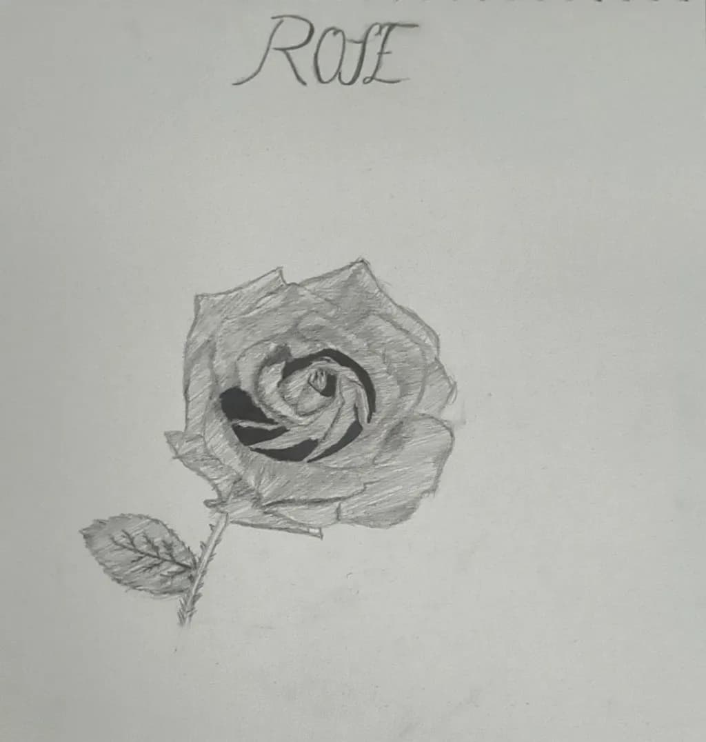 Rose Sketch