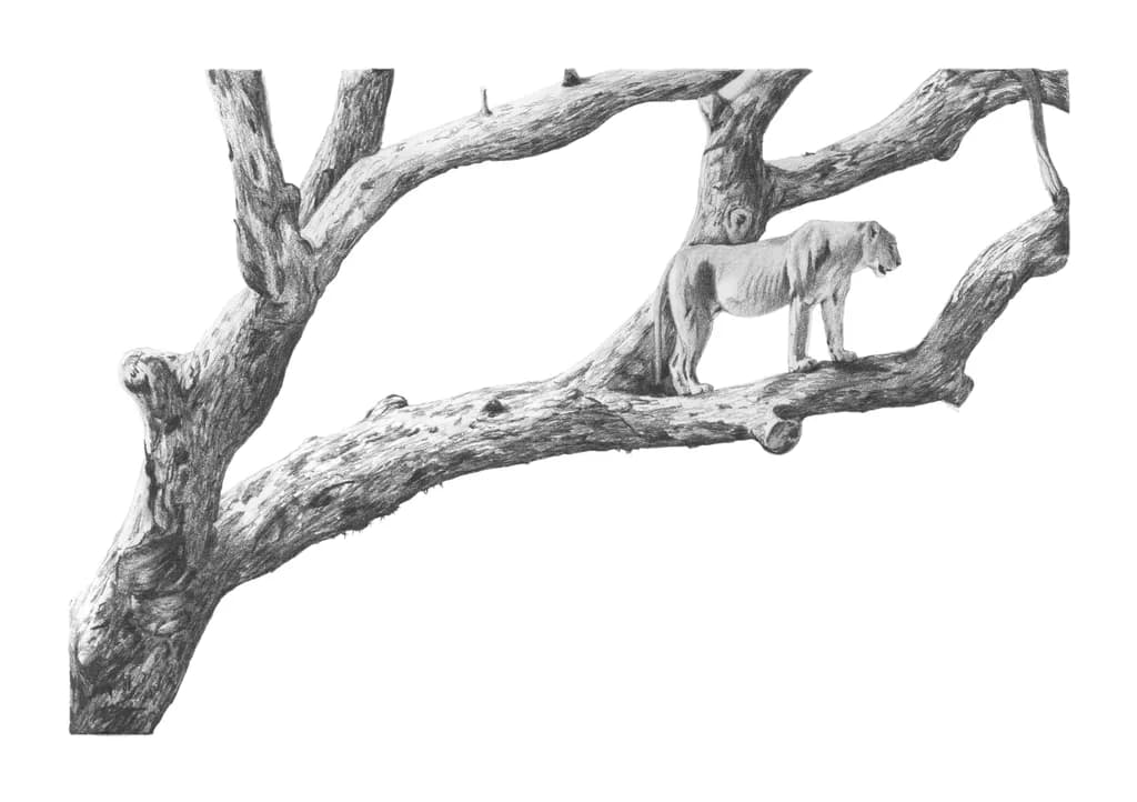 Marula Lioness