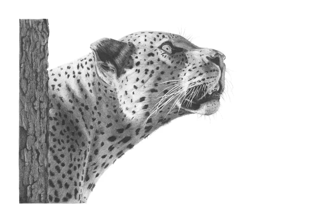 Leopards Gaze