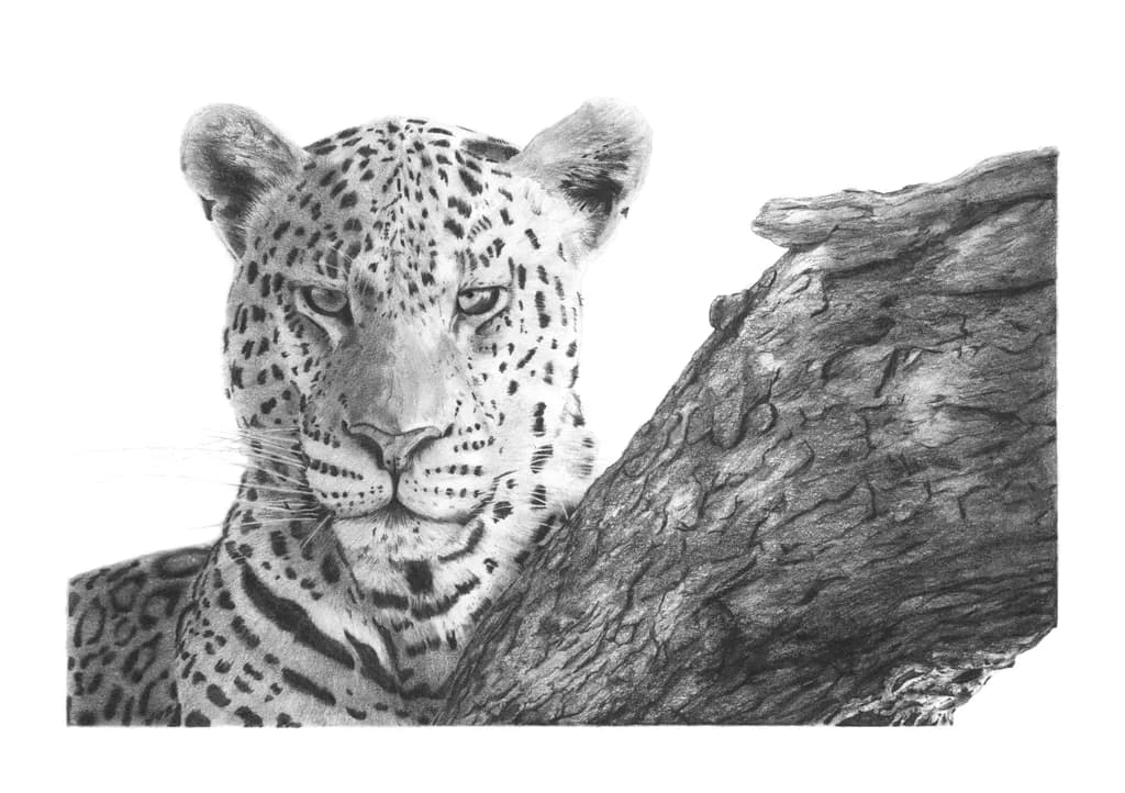 Leopards Stare