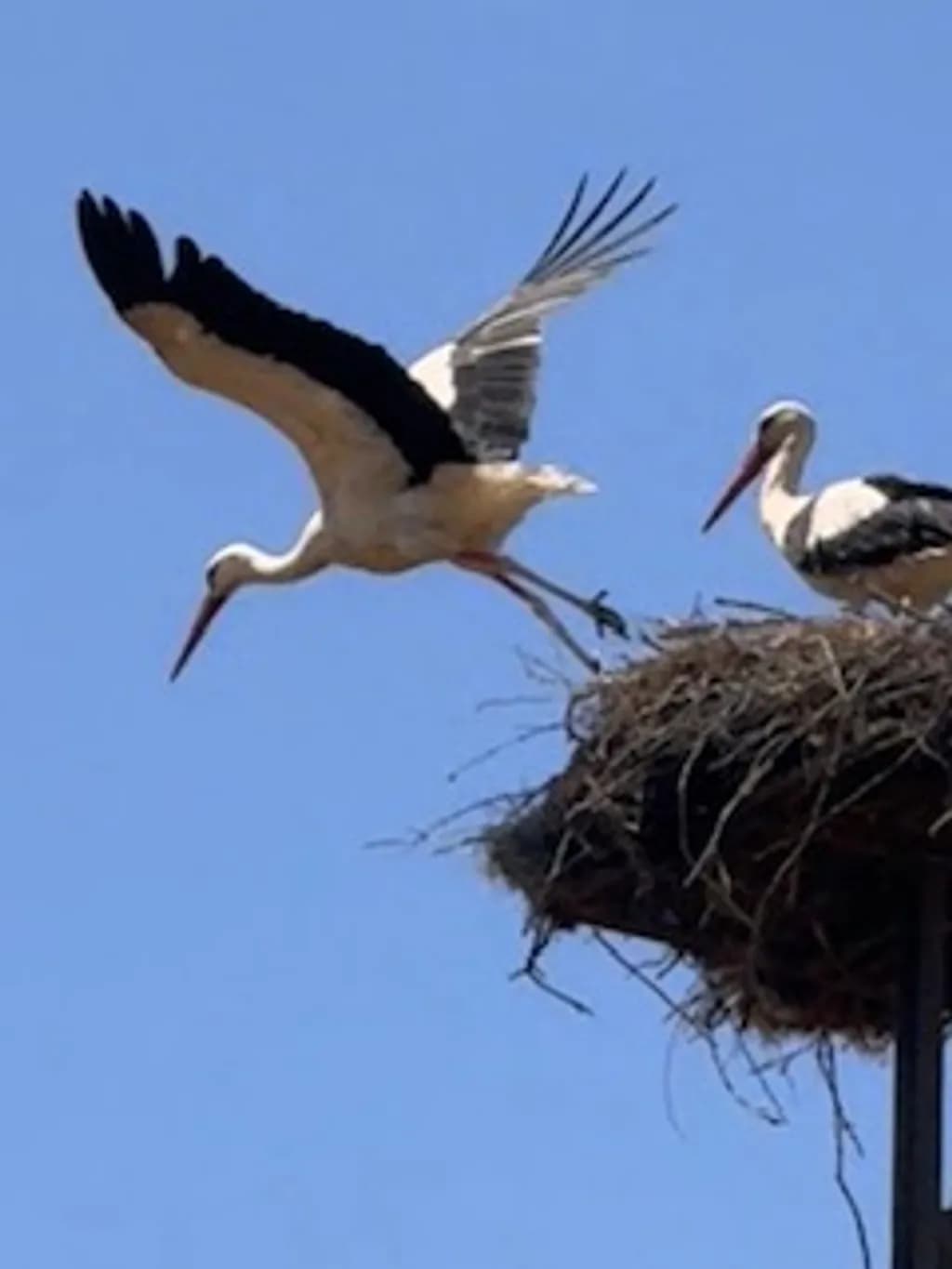 Stork Departure