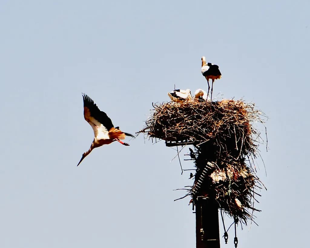 Stork Flight Tethered