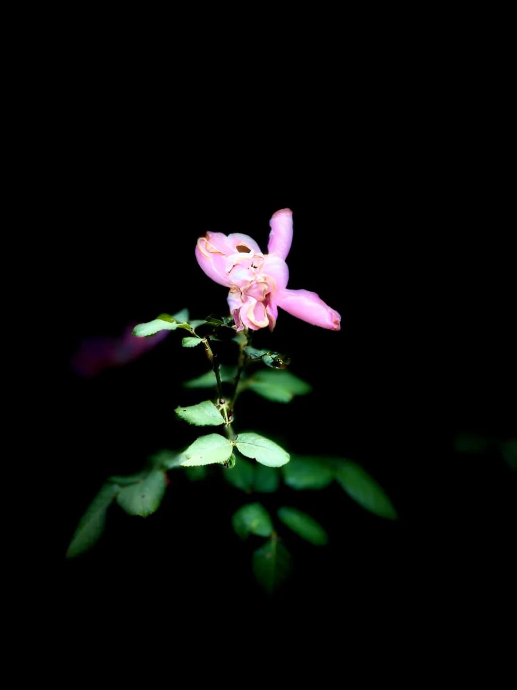 Fading Pink Rose