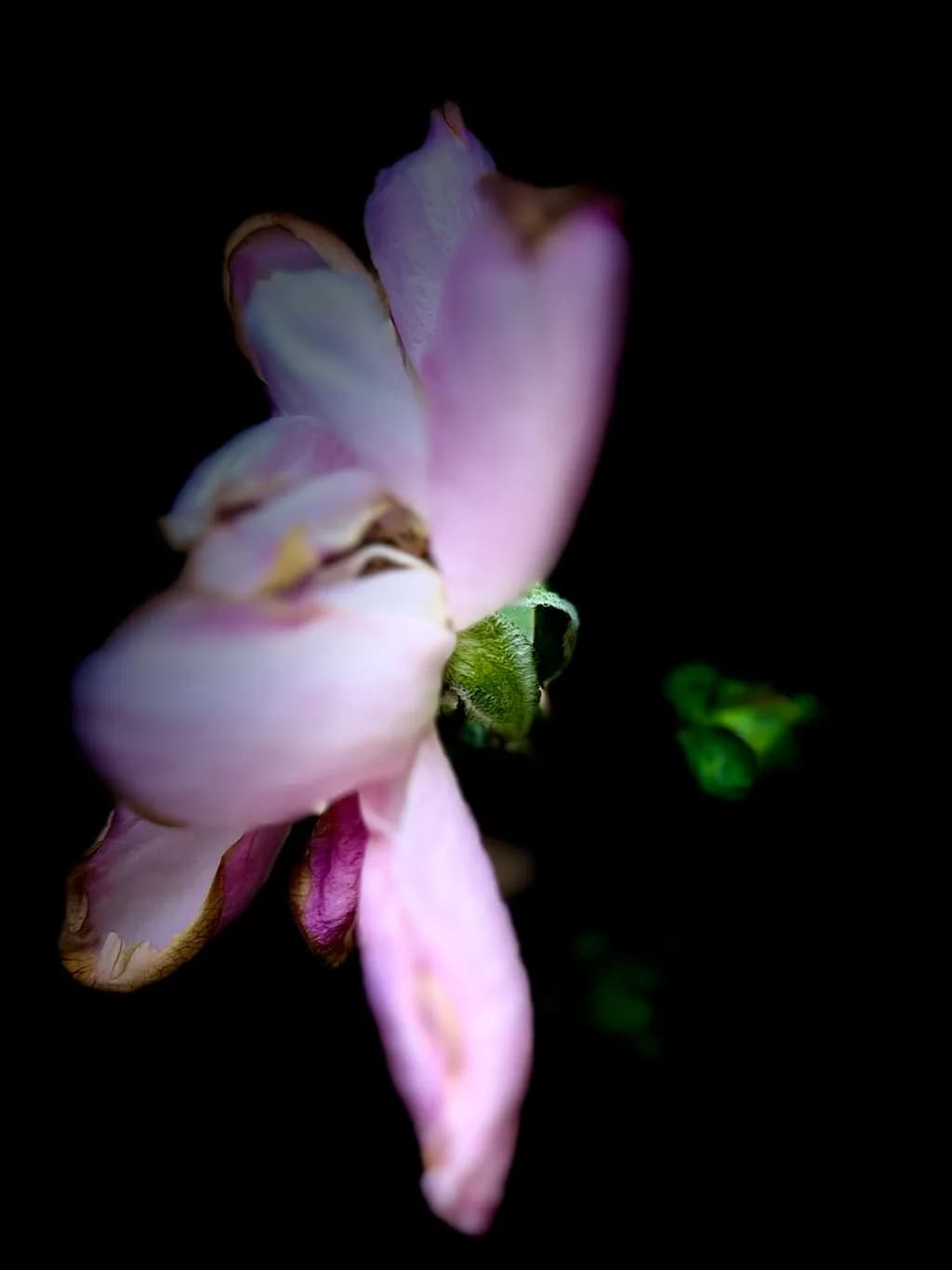 Fading Blossom