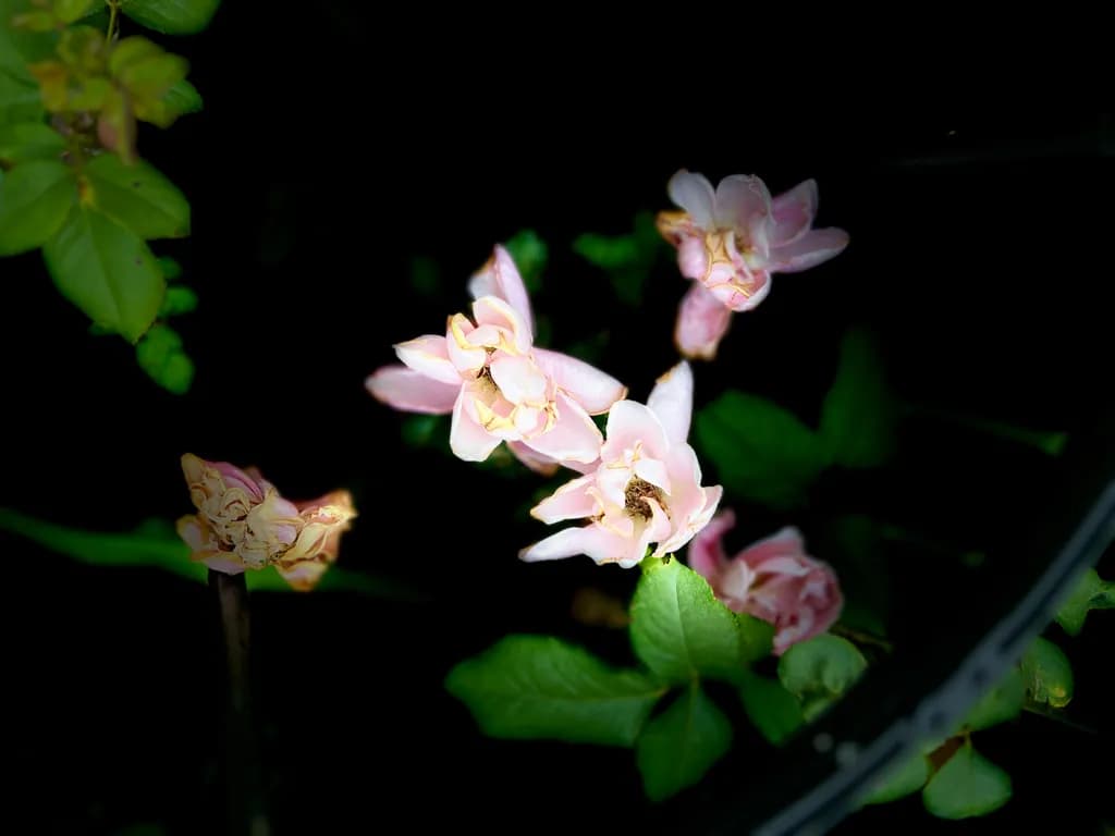 Fading Blossoms