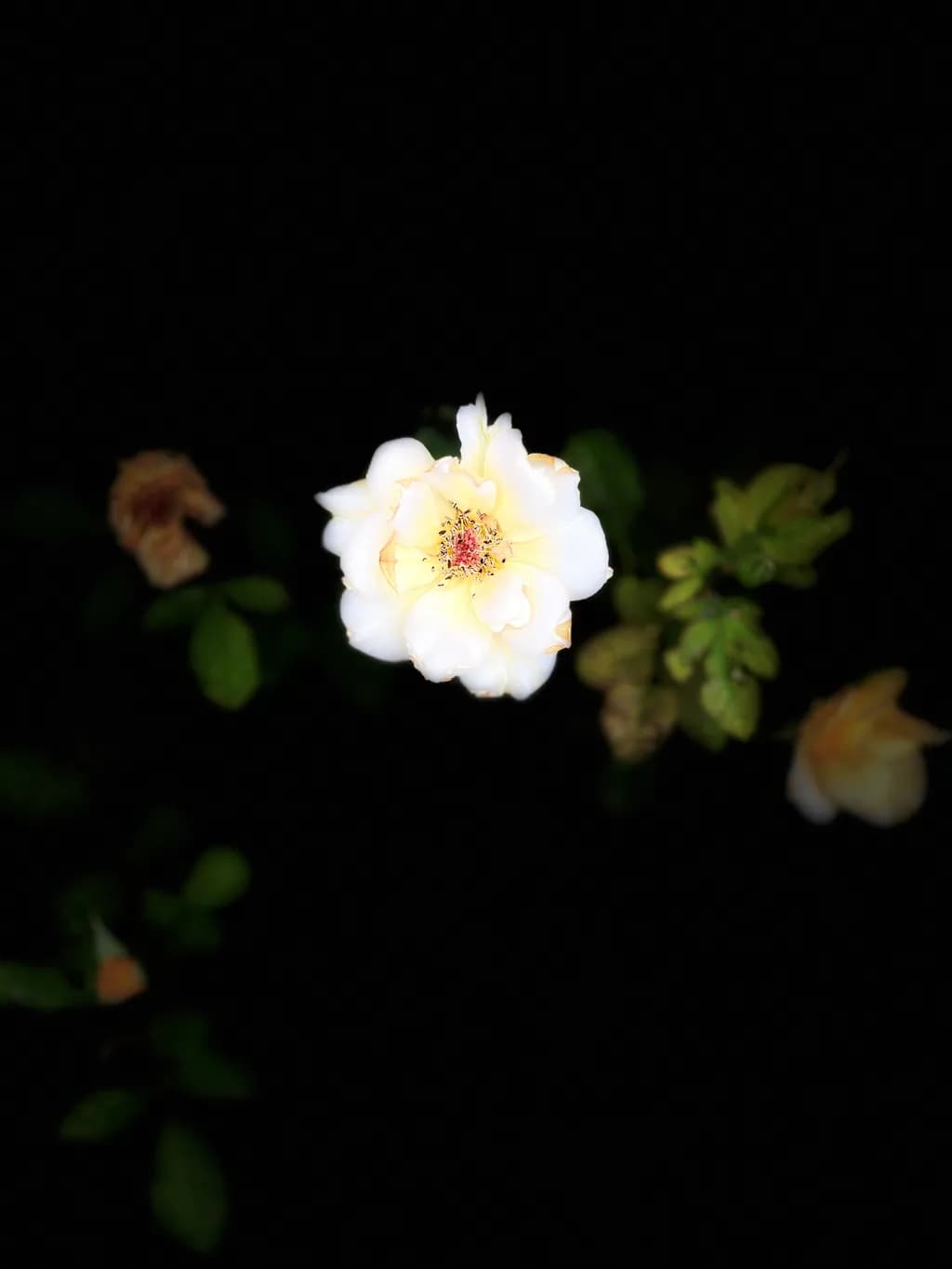 Luminous Rose
