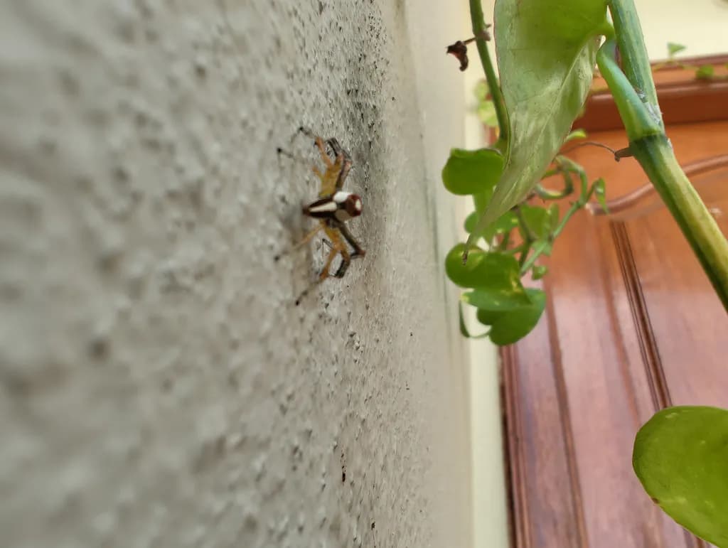 Wall Crawler