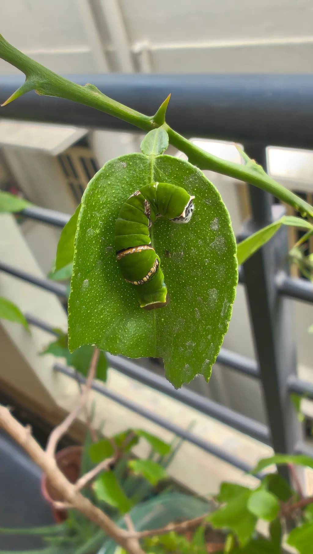 Emerald Spiral