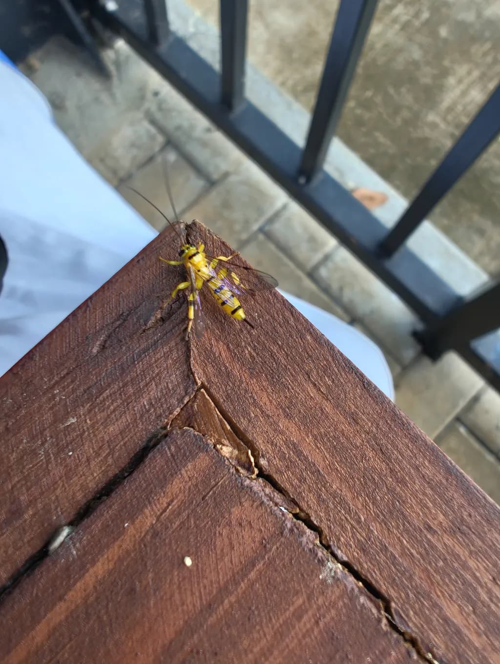 Yellow Winged Intruder
