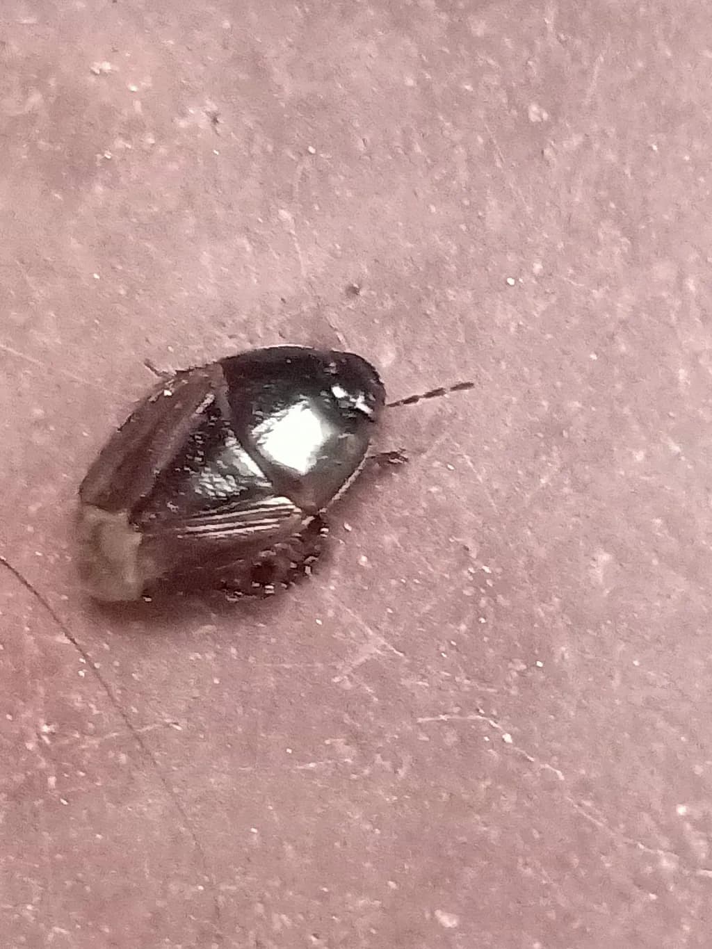 Glossed Bug Detail