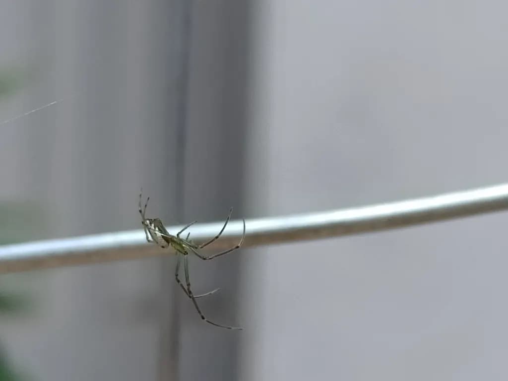 Wirewalker Spider