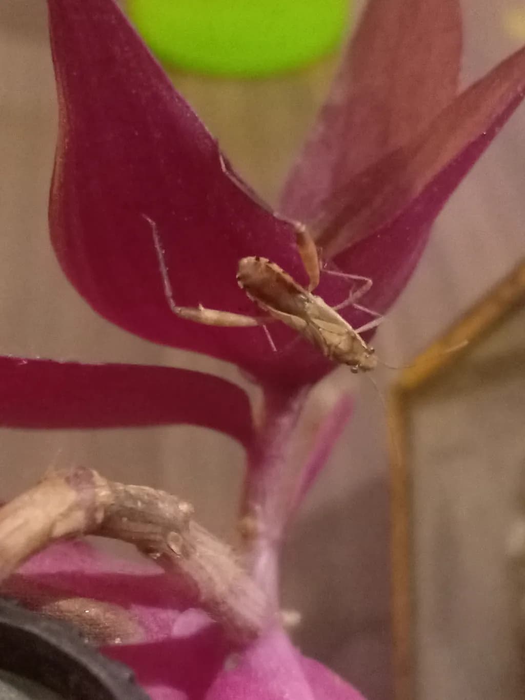 Tiny Praying Mantis