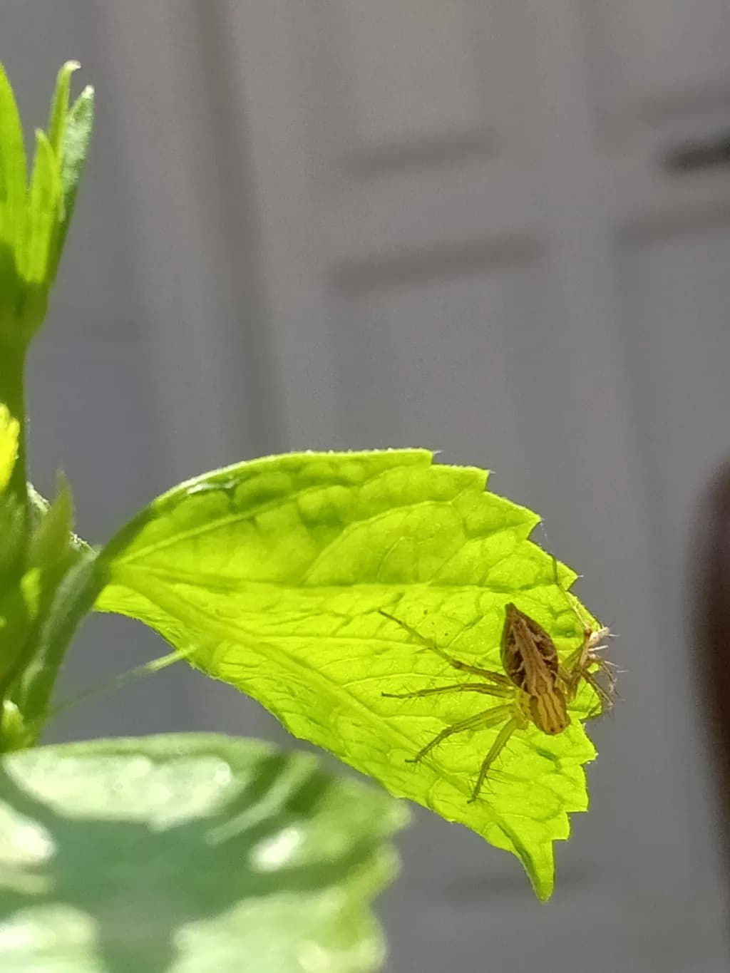 Leaf Dweller