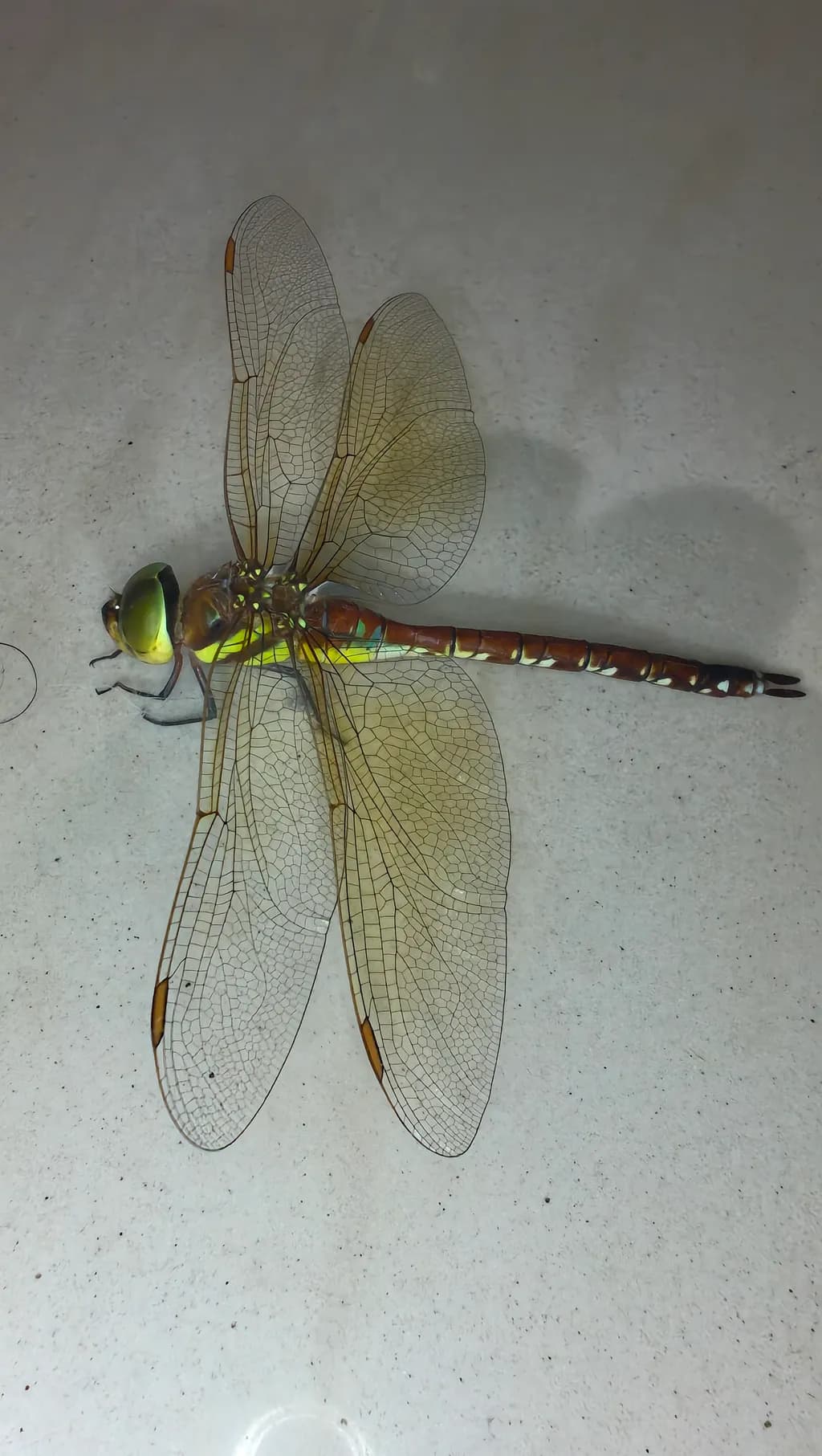 Luminous Dragonfly