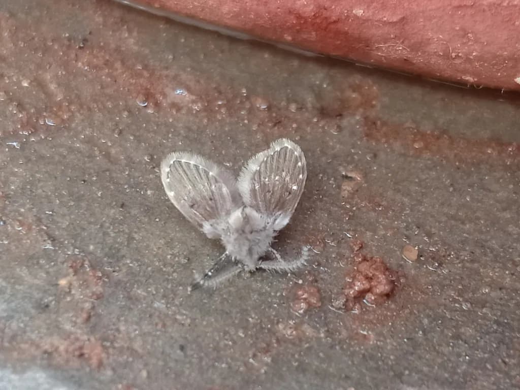 Dusty Wings