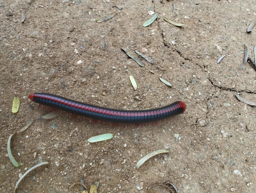 Crimson Edge Millipede