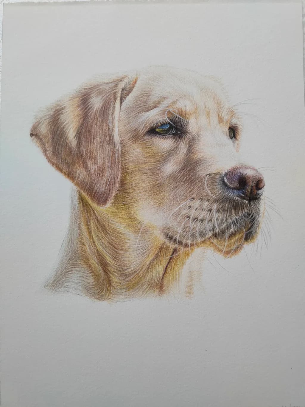 Golden Gaze