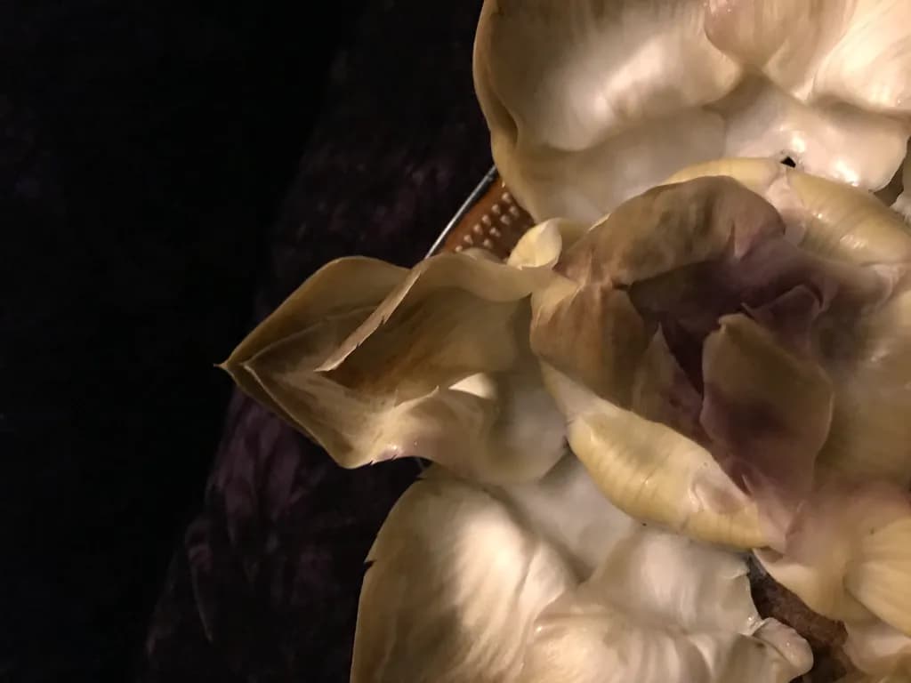 Artichoke Mushrooms