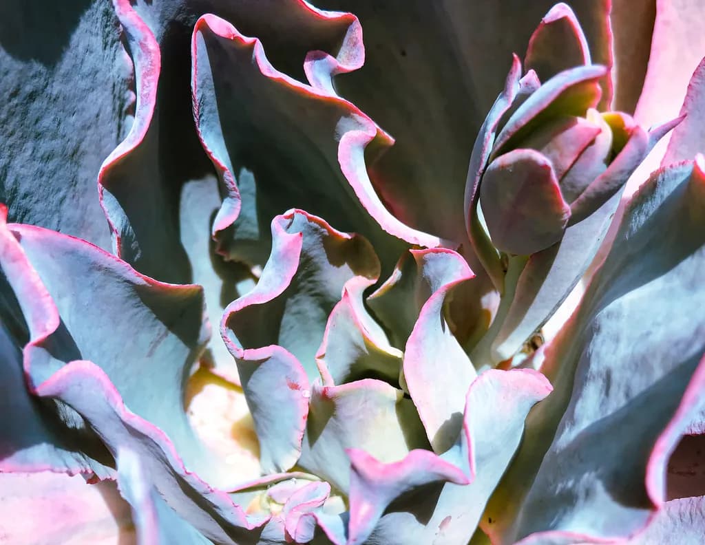 Ruffled Succulence
