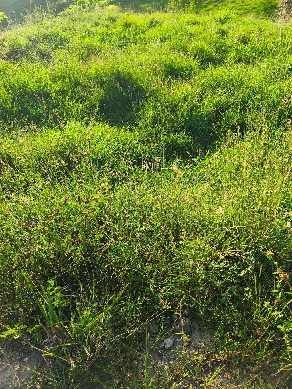 Sunlit Meadow