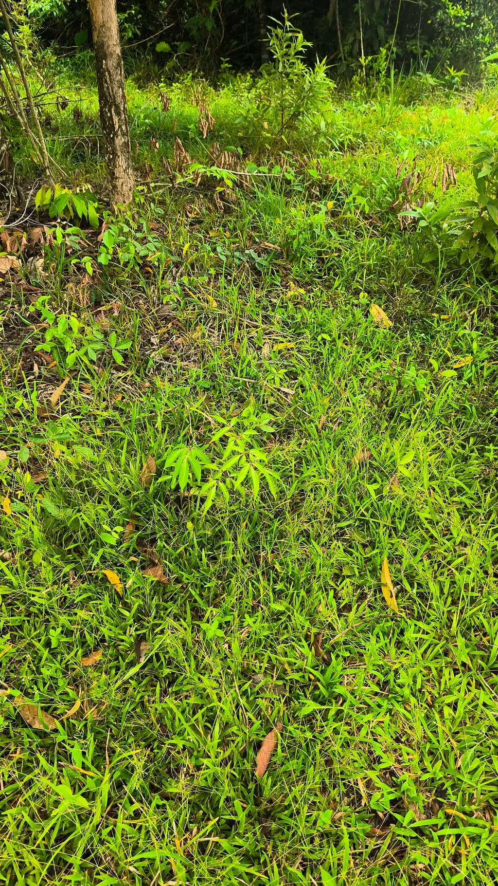 Verdant Patch