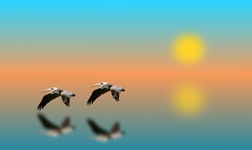 Pelicans at Sunset