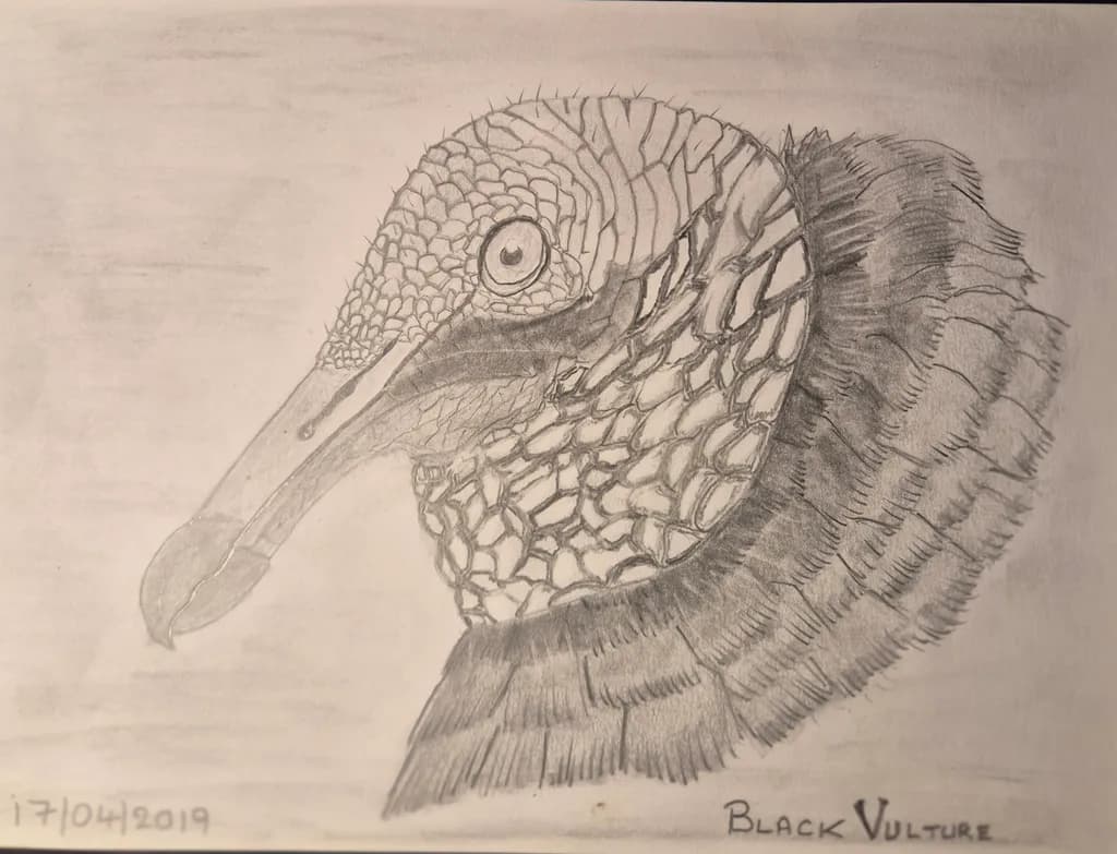 Black Vulture Profile