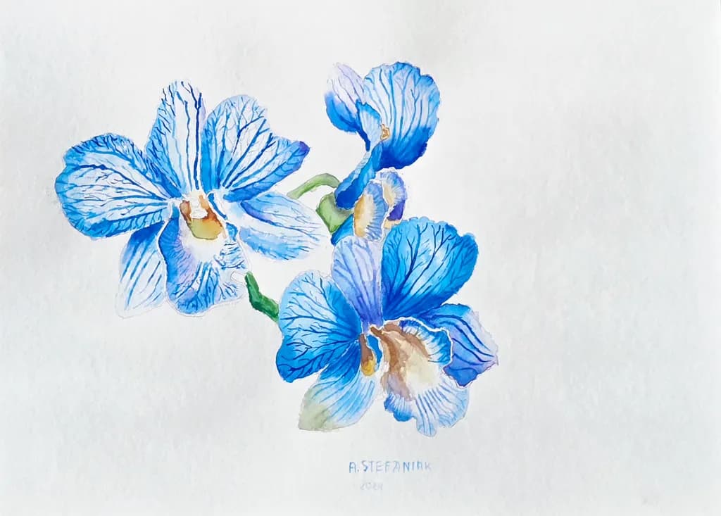 Blue Orchid Study