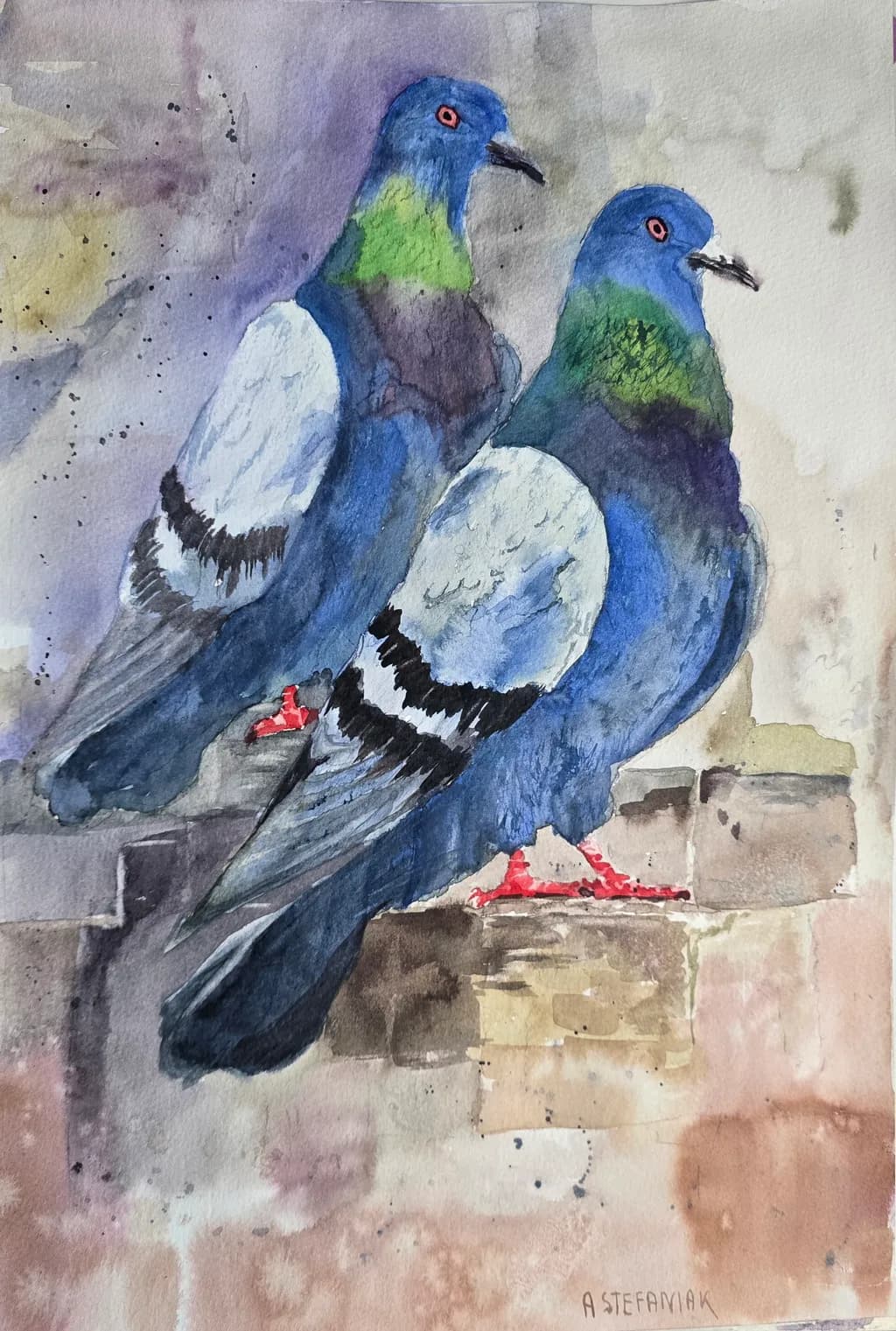 Urban Pigeons