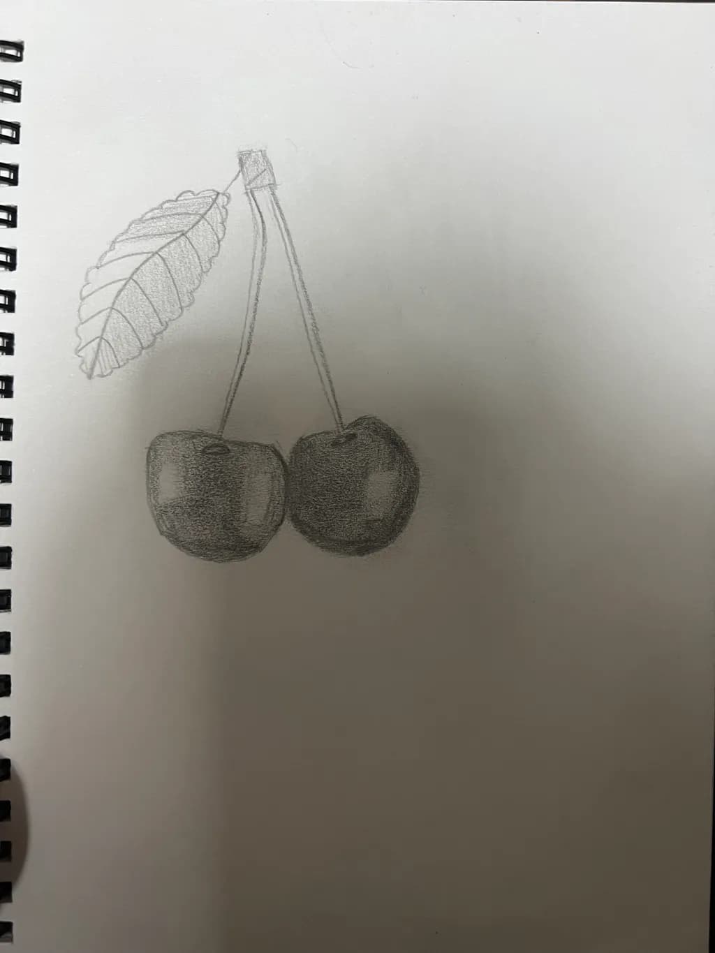 Cherry Pair Sketch