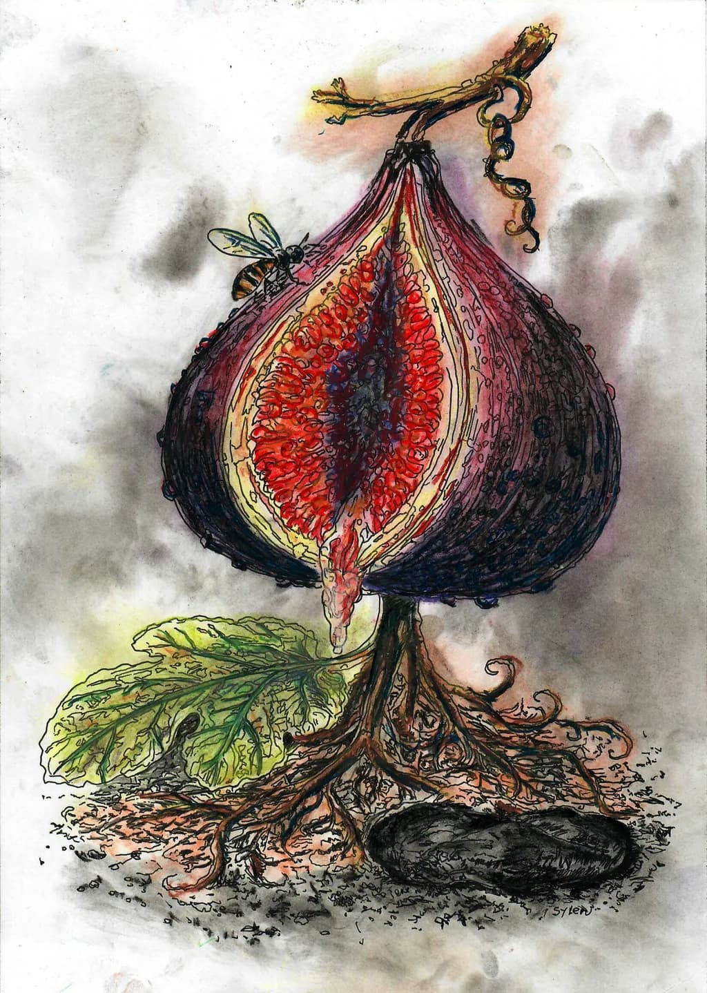 Fig and Forager
