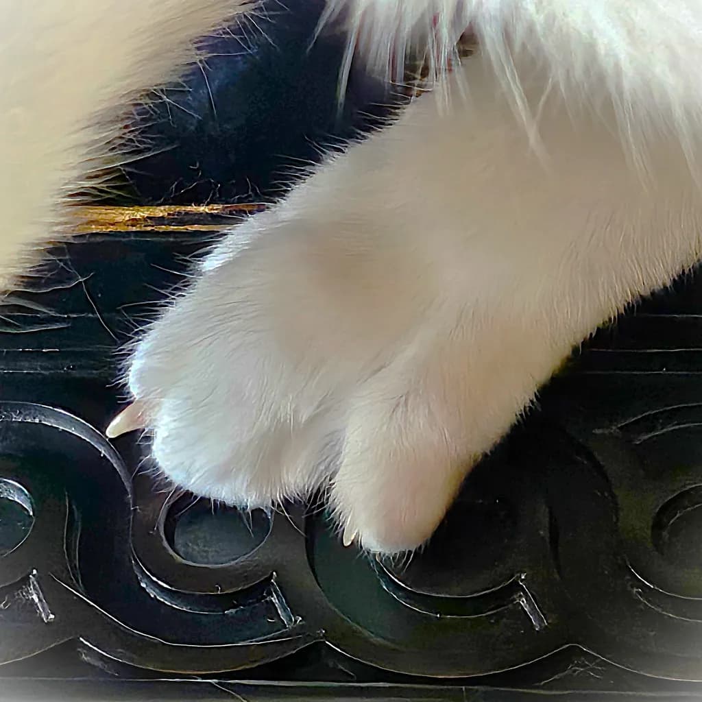 Silent Paw