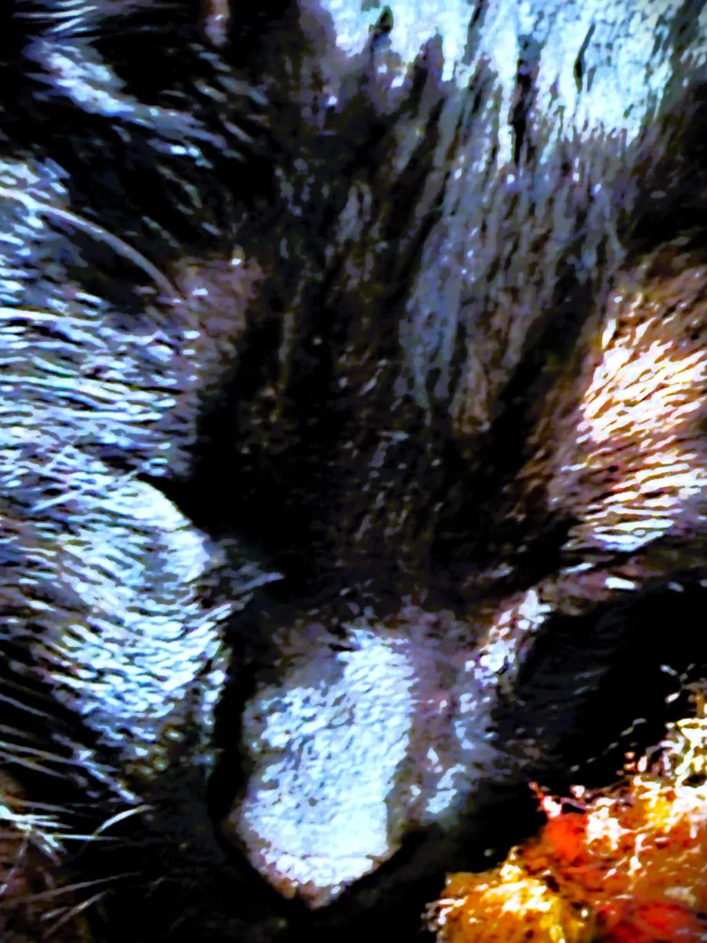 Abstract Cat