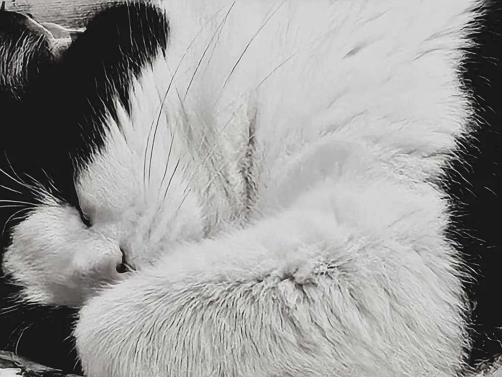 Whiskers