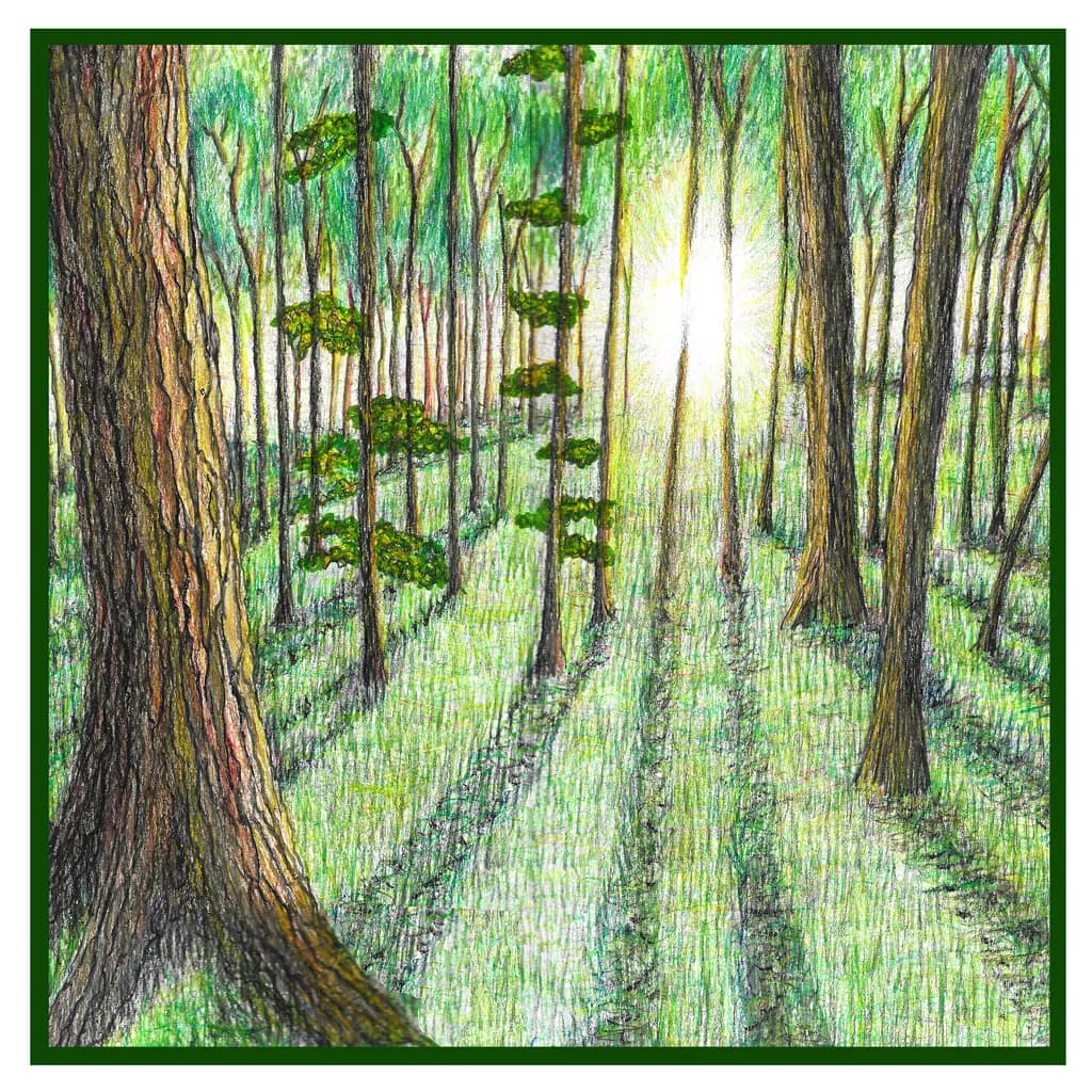 Sunlit Grove