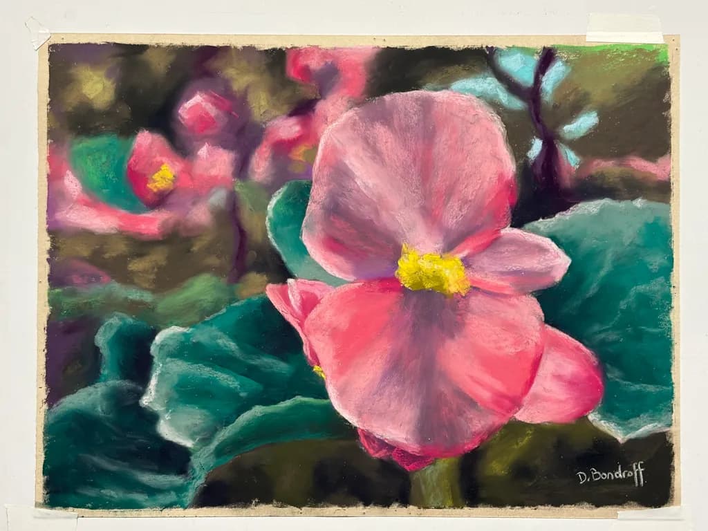 Pink Begonia Bloom