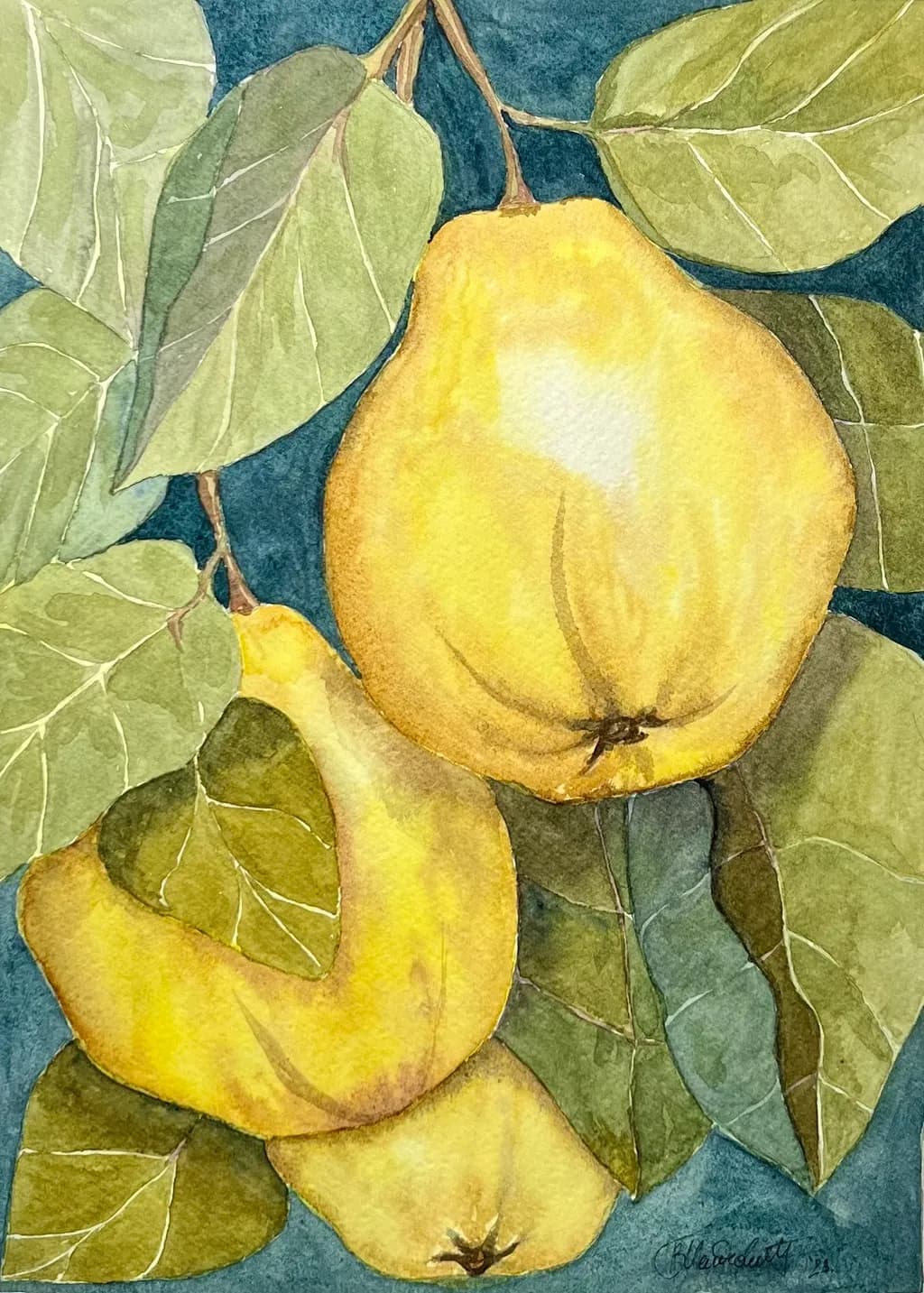 Quince Still Life