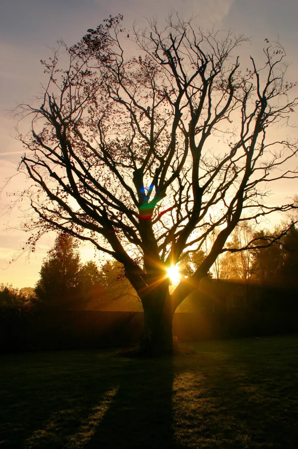 Copper Beech Sunrise