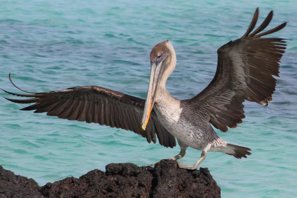 Pelican Landing