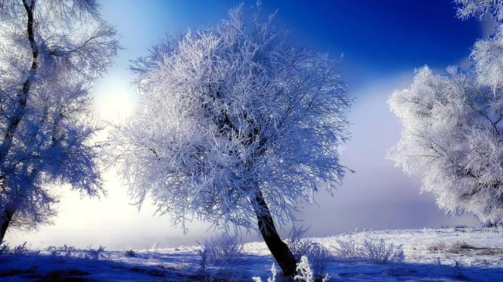 Ice Tree Winterscape