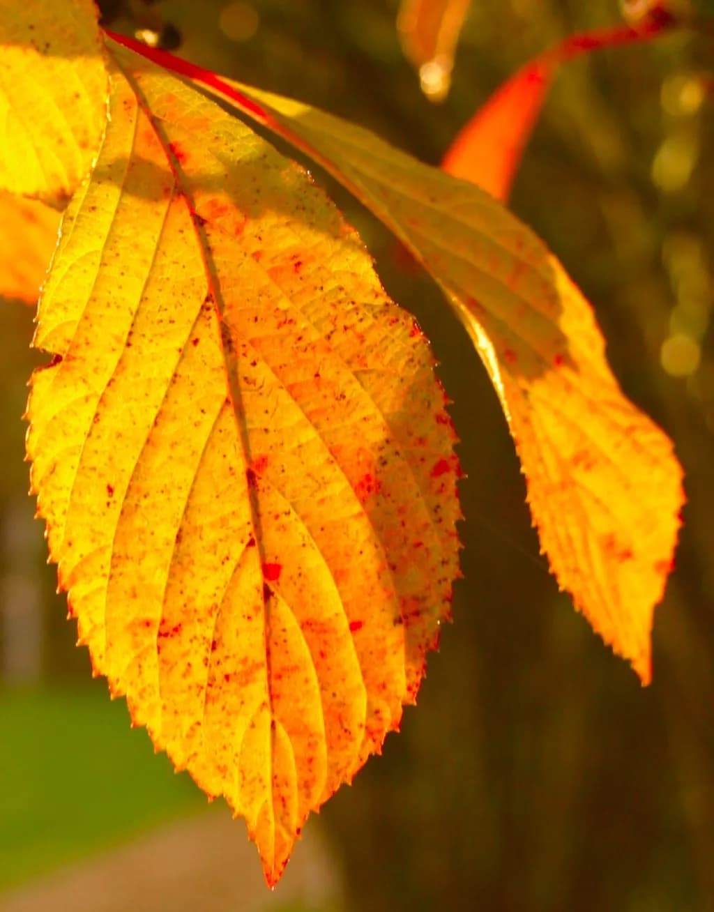 Golden Leaves Close-Up