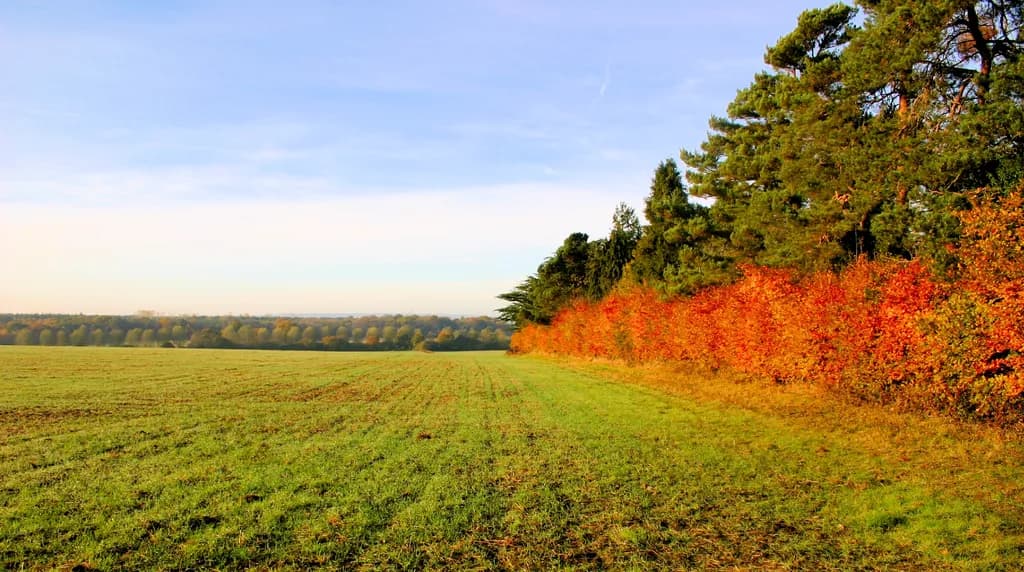 Trees in Autumn Field